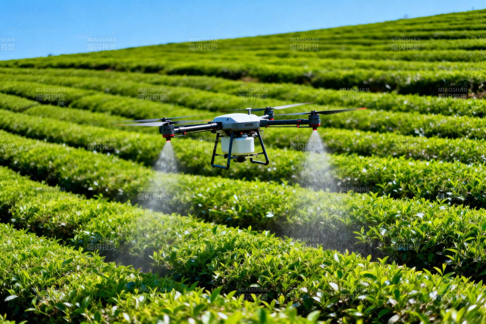 无人机喷洒茶园图片