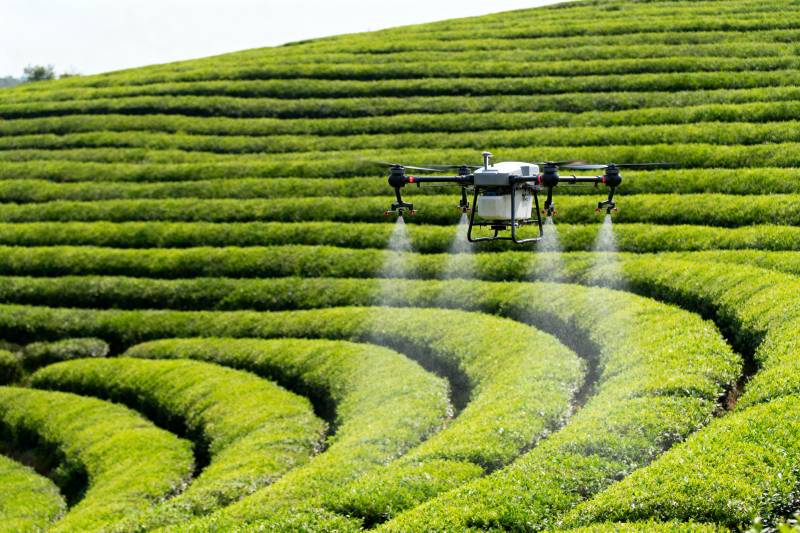 无人机茶园喷洒图片