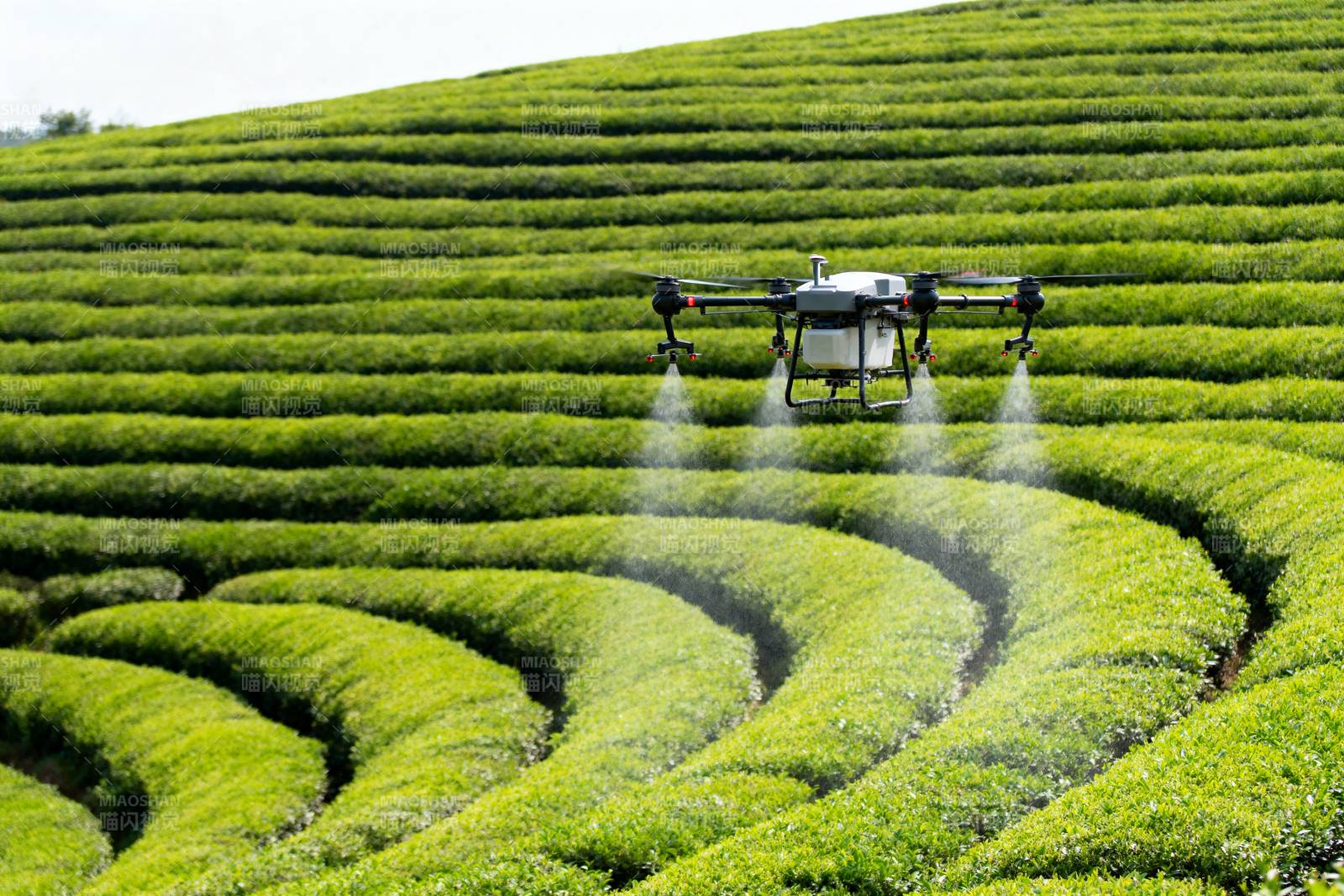 无人机茶园喷洒图片