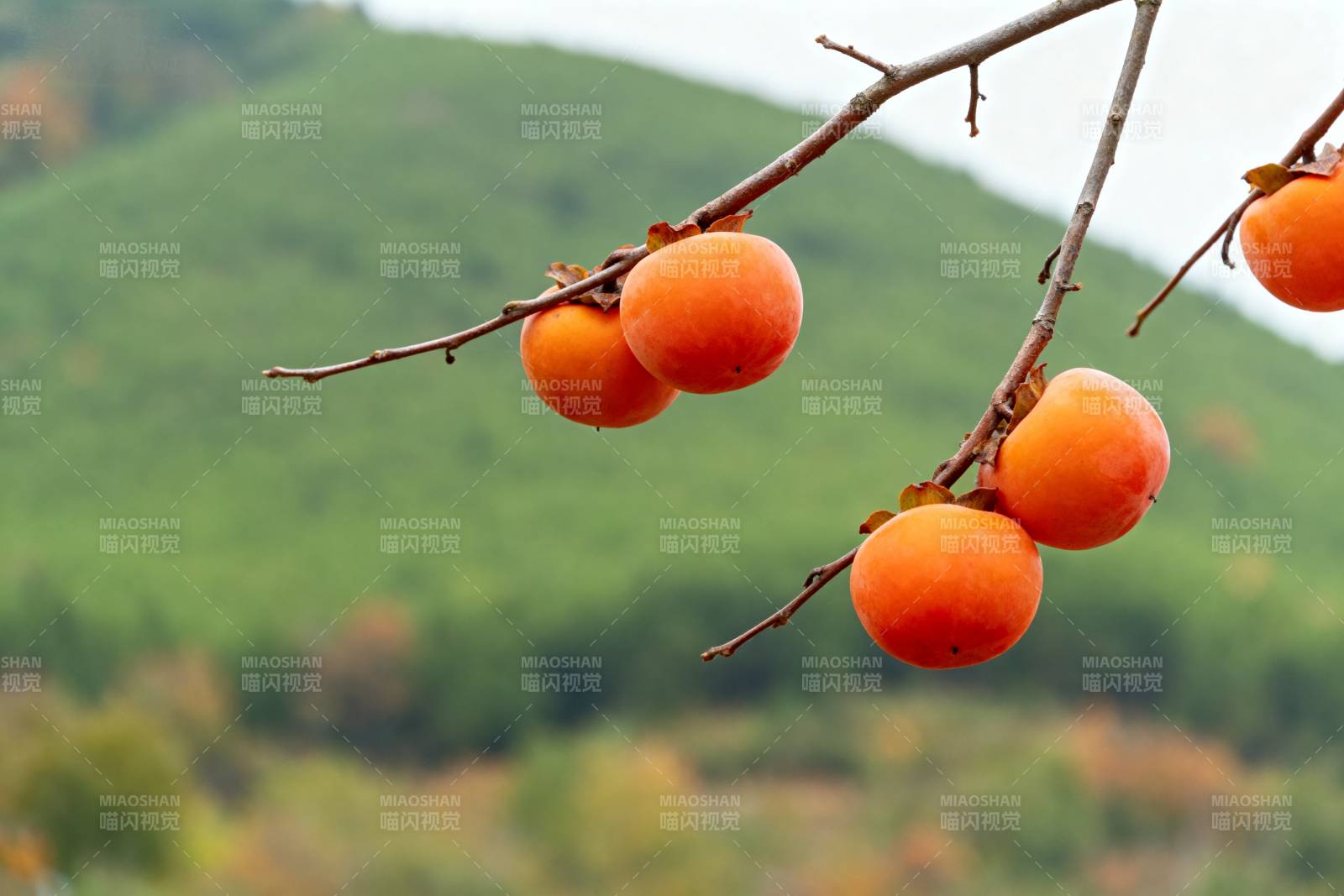 秋日柿子挂枝头图片