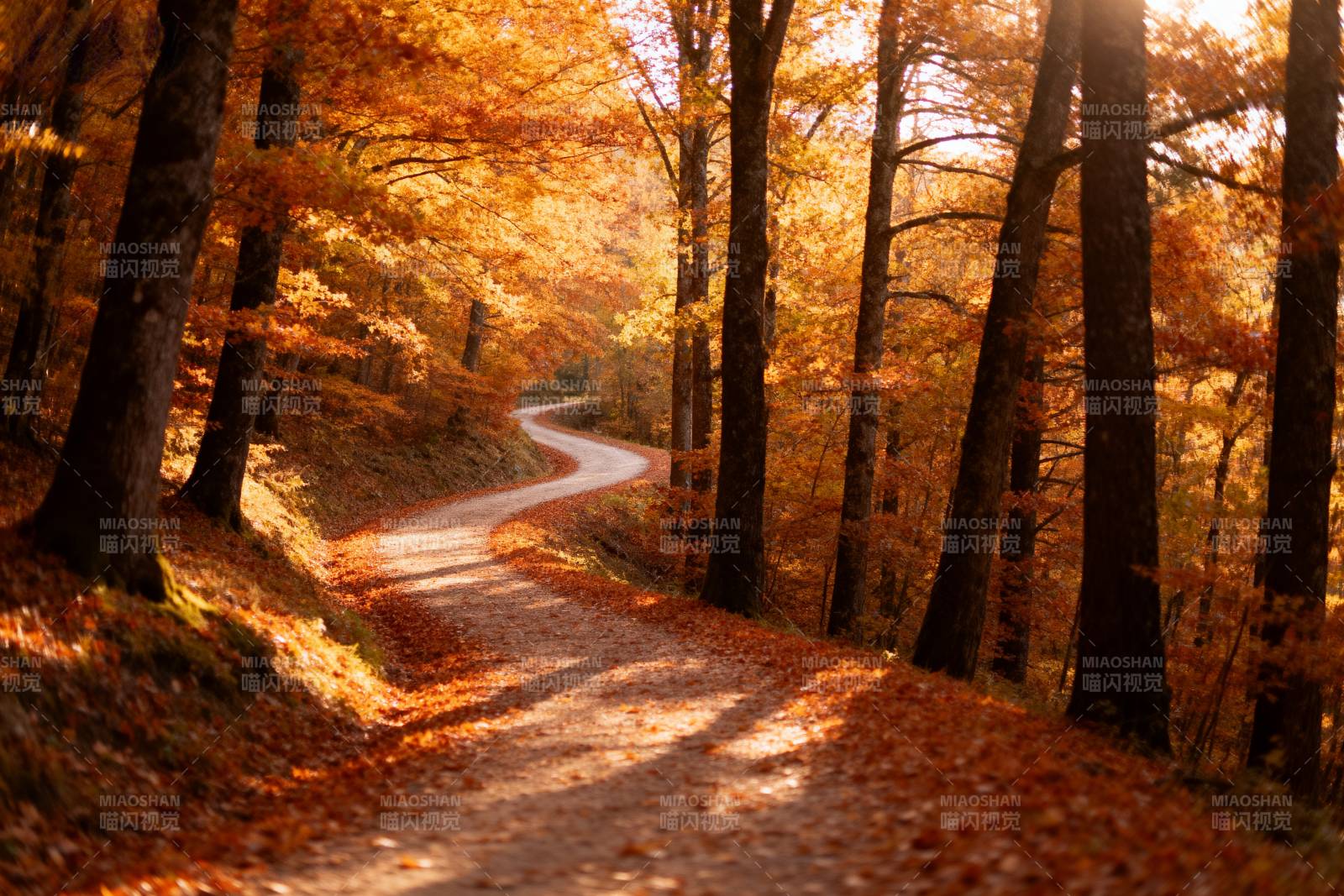 秋林小径图片