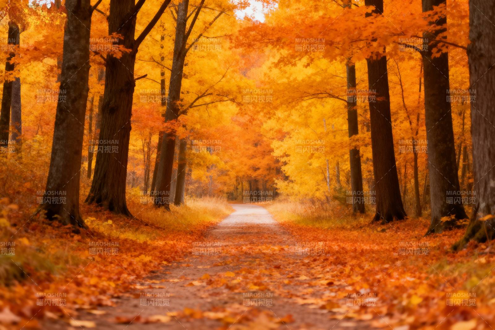 秋林小径图片