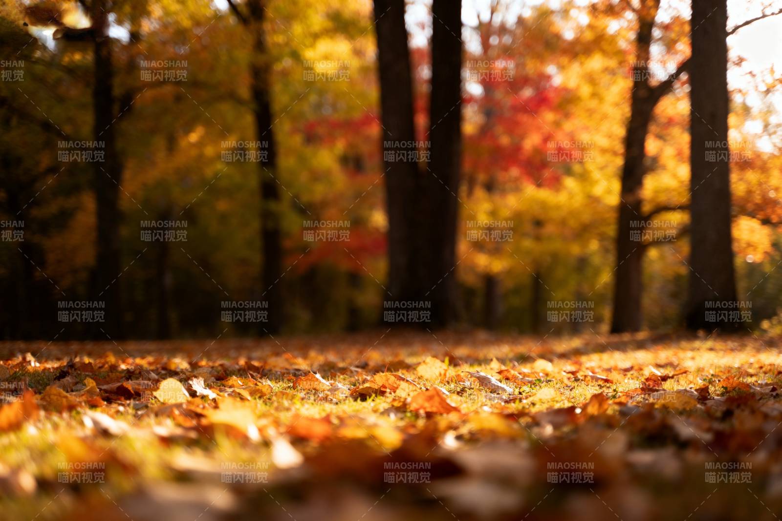 秋林落叶铺地图片