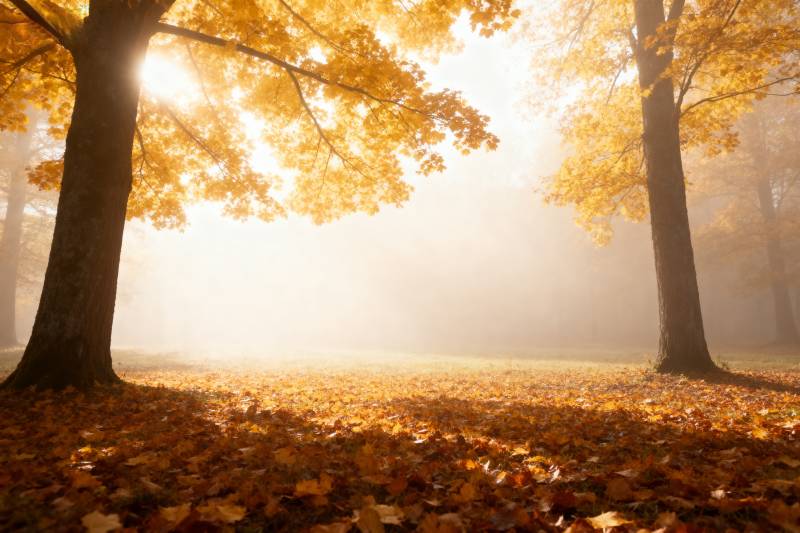 秋日晨光林间景图片