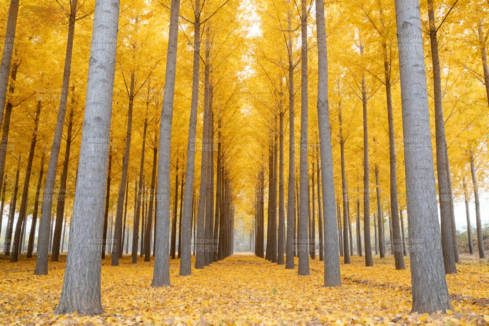 金秋林径图片