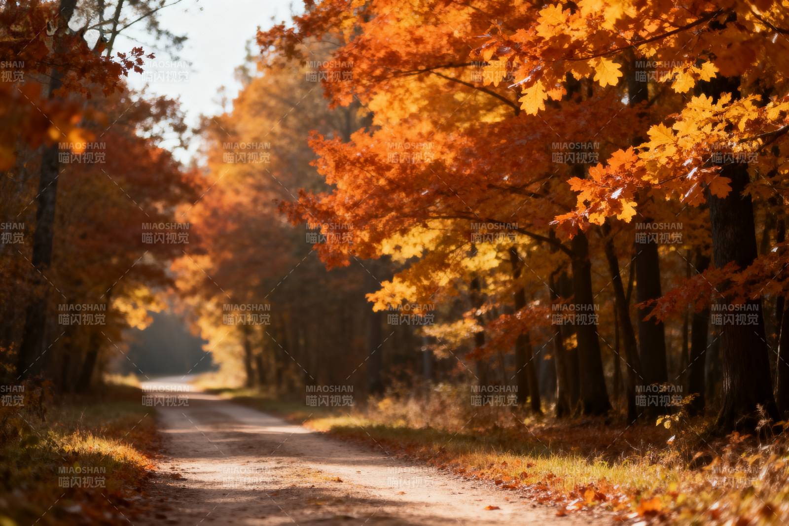 秋日林间小径图片
