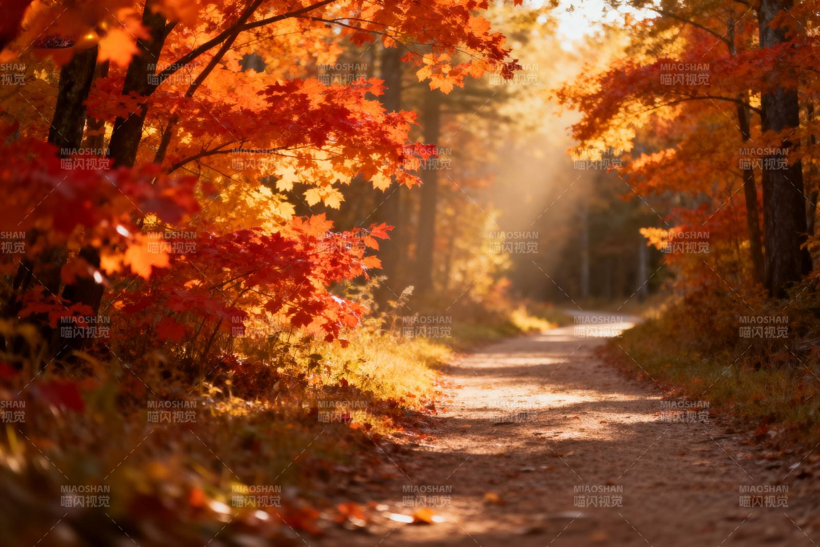 秋日林间小径图片
