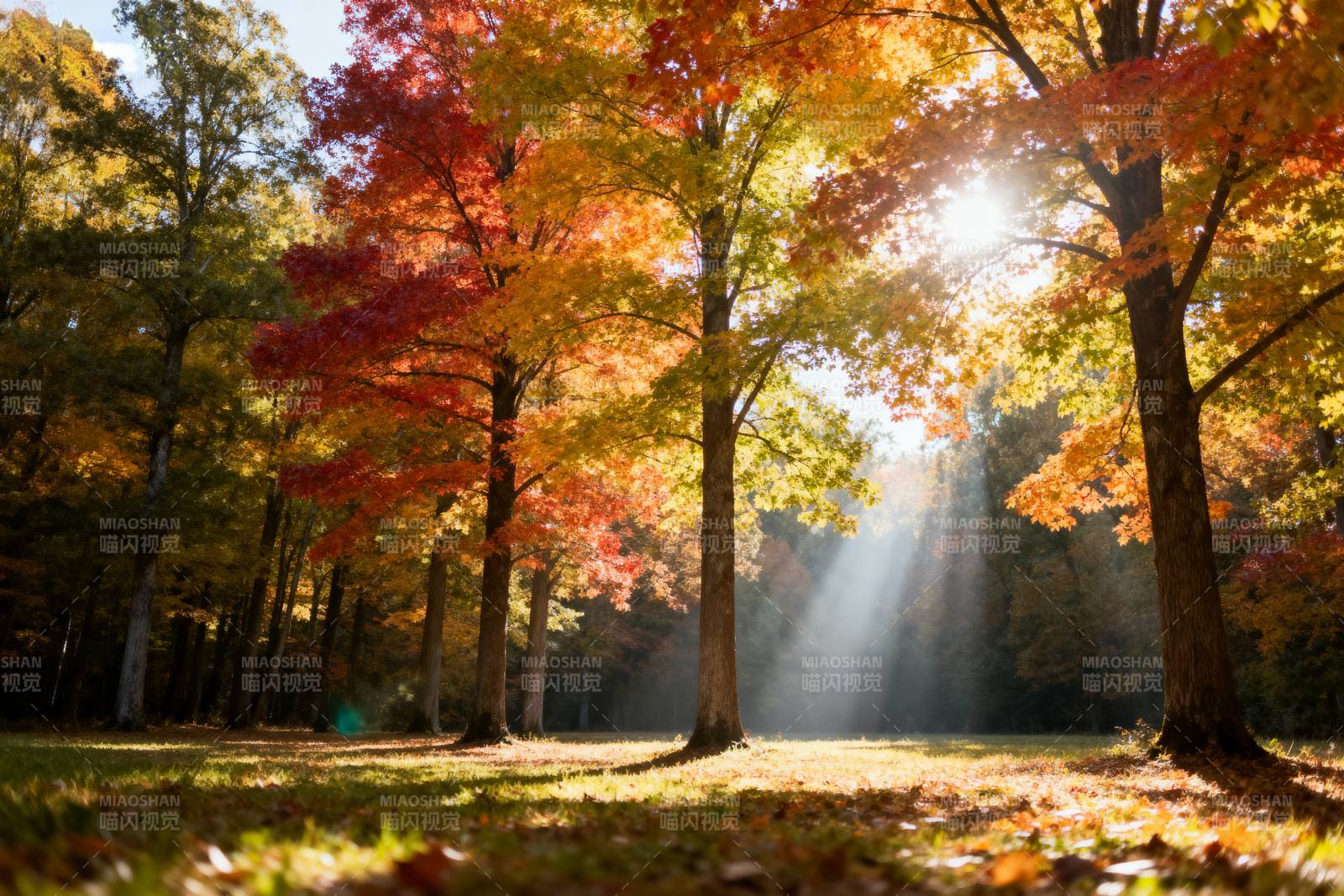 秋日林间光影图片