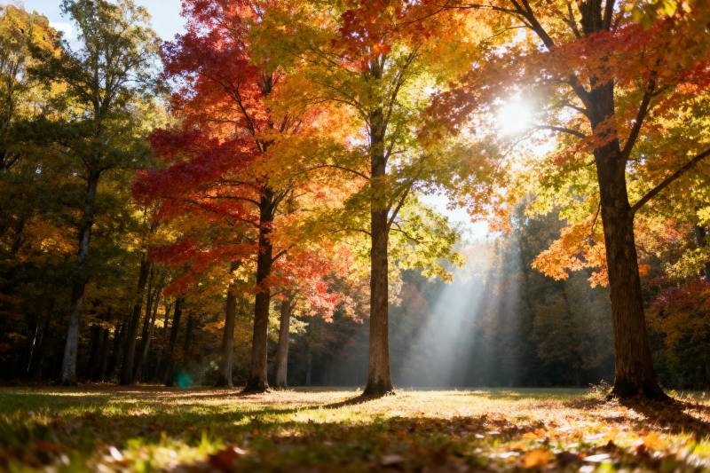 秋日林间光影图片