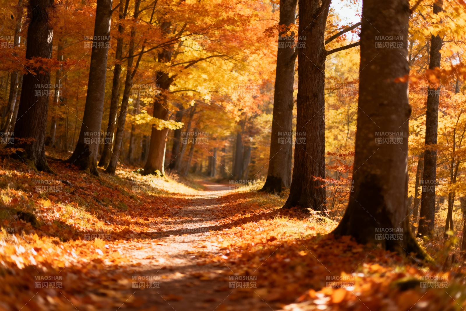 秋林小径图片