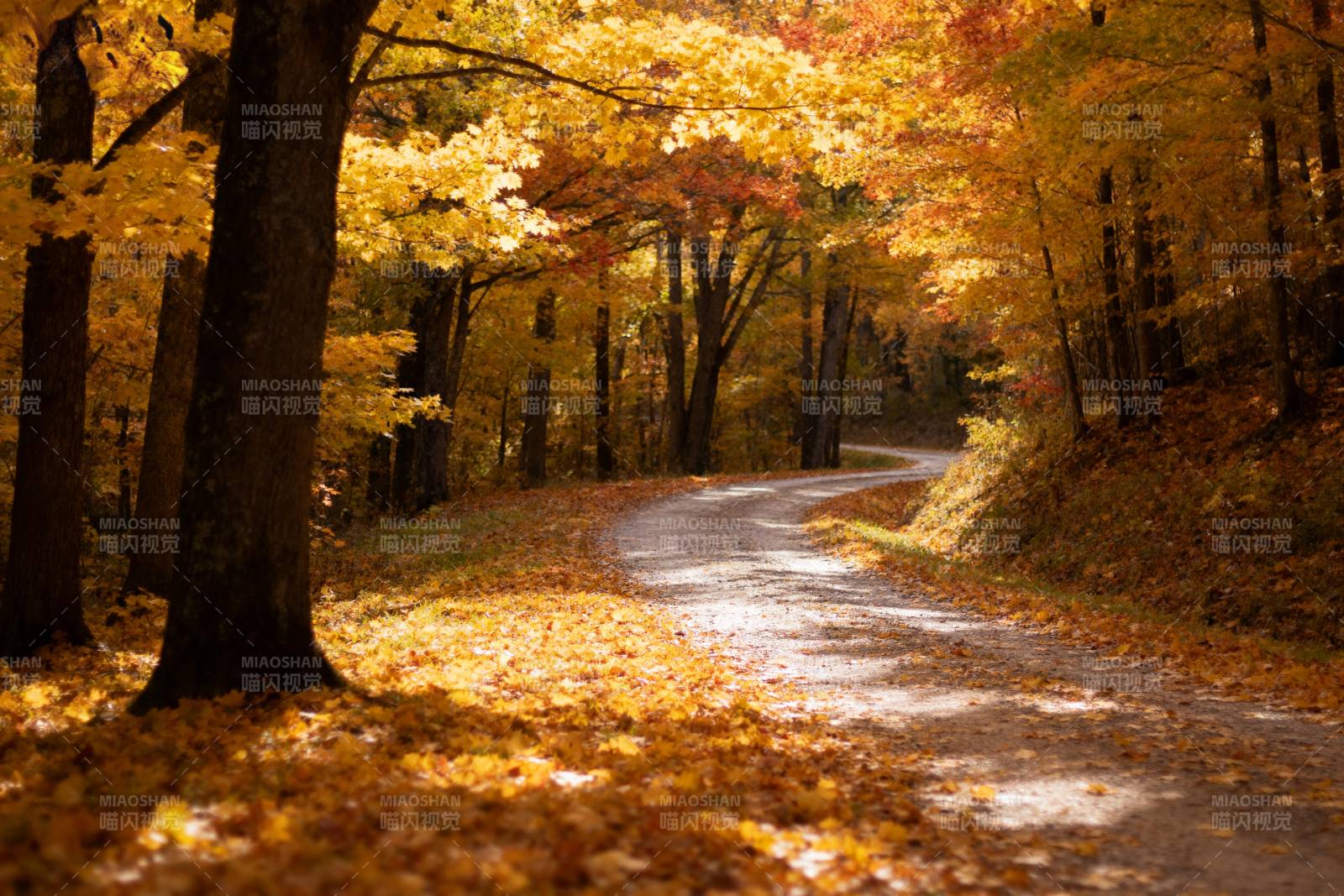秋林小径图片
