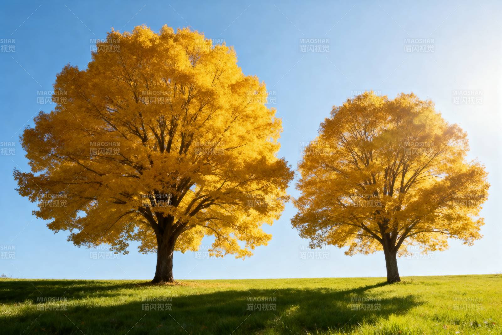 金秋双树映蓝天图片