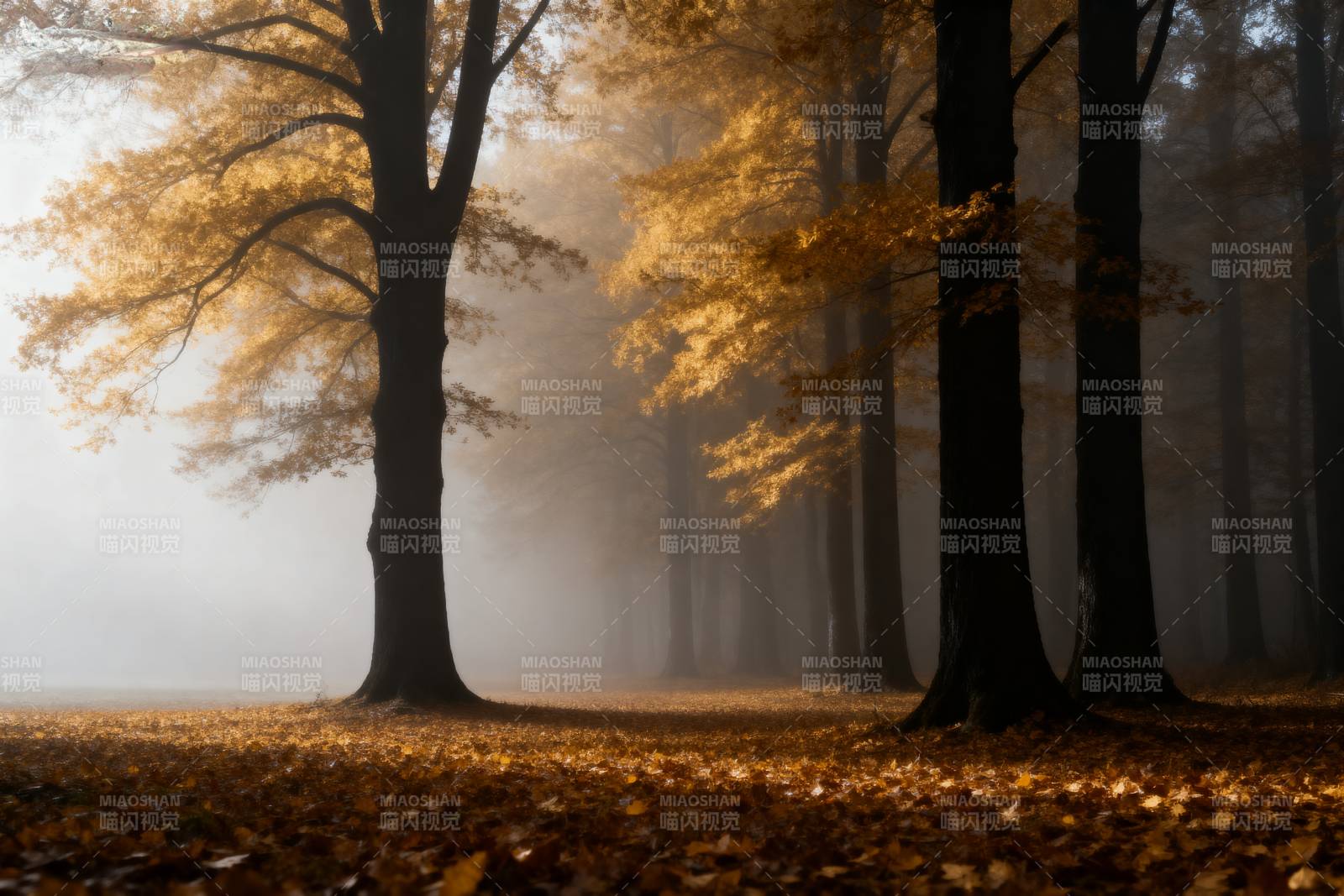 秋雾林间图片