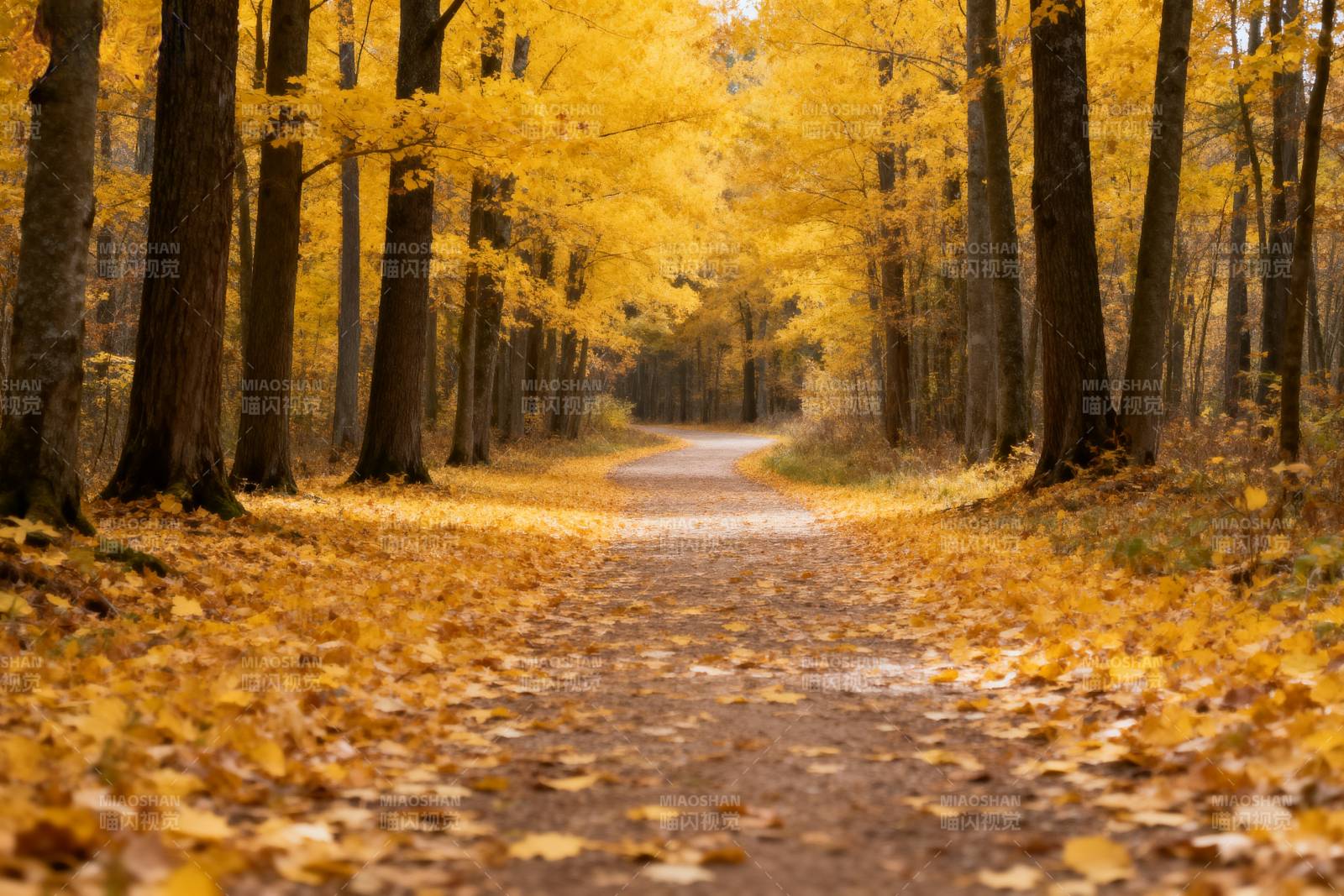 秋林小径图片