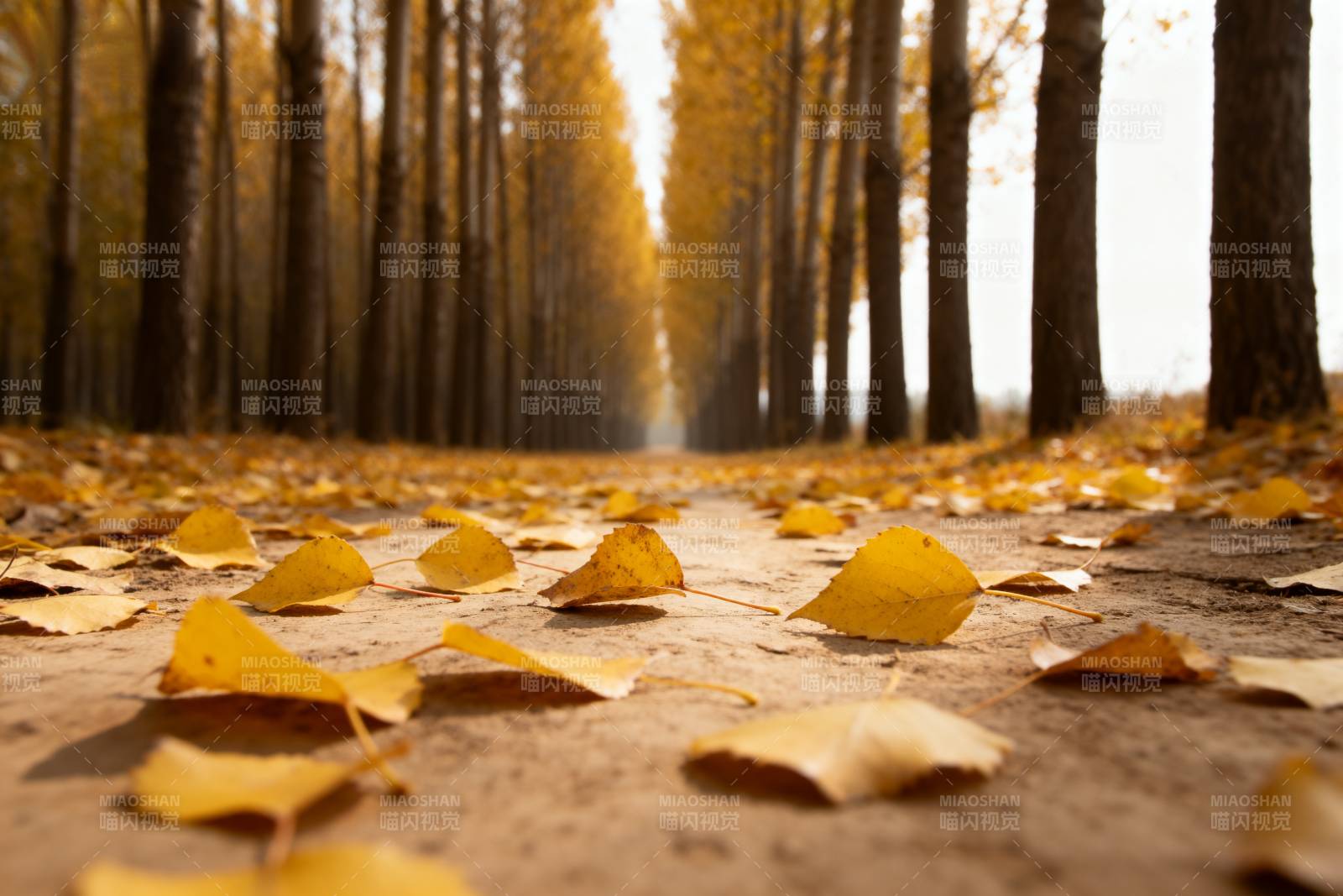 秋叶铺满林间小径图片