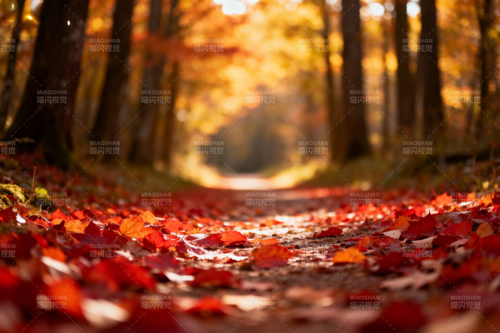 秋林落叶小径图片