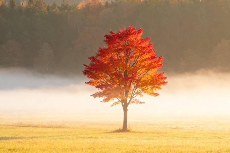 秋雾中的红树图片