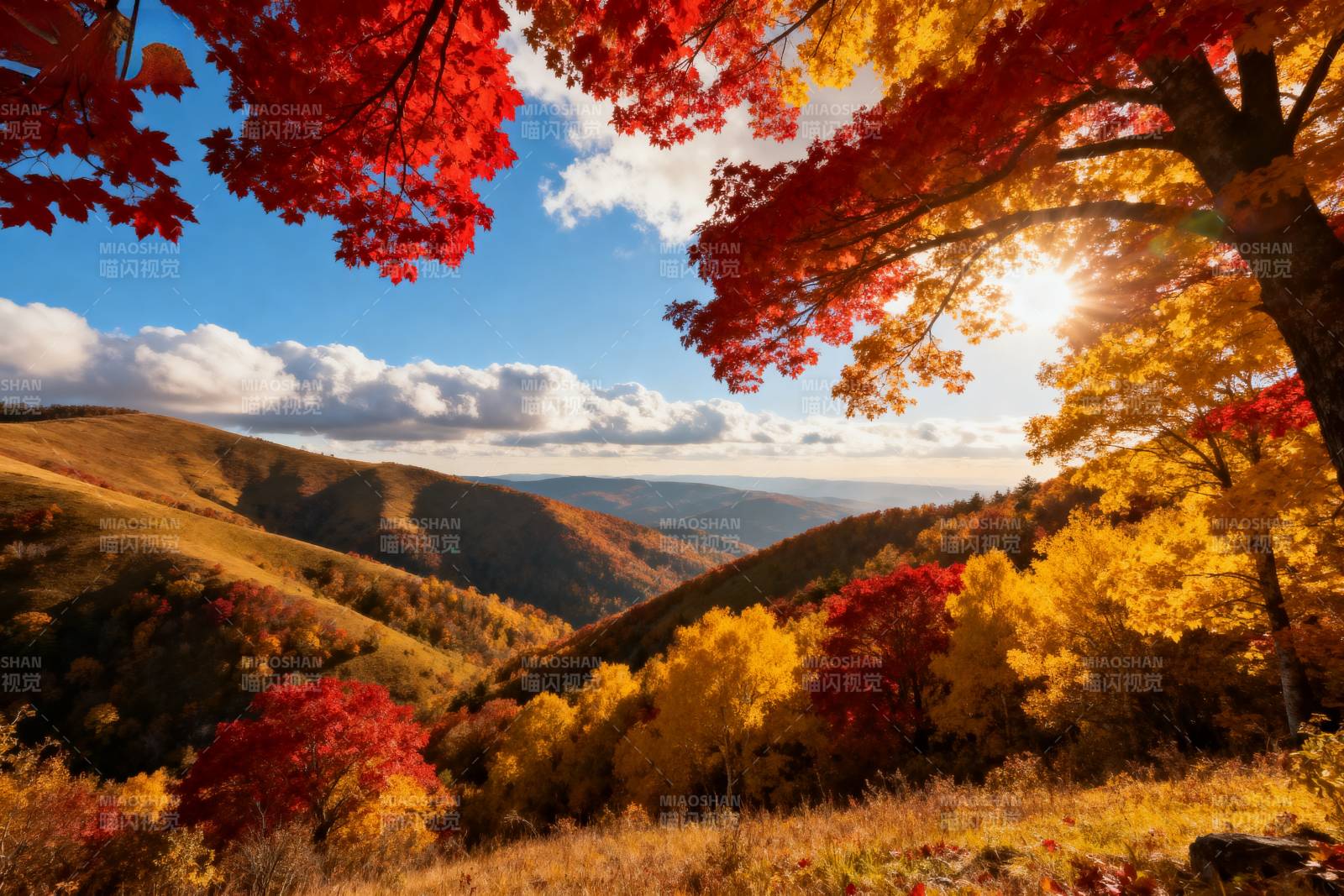 秋山红叶映斜阳图片