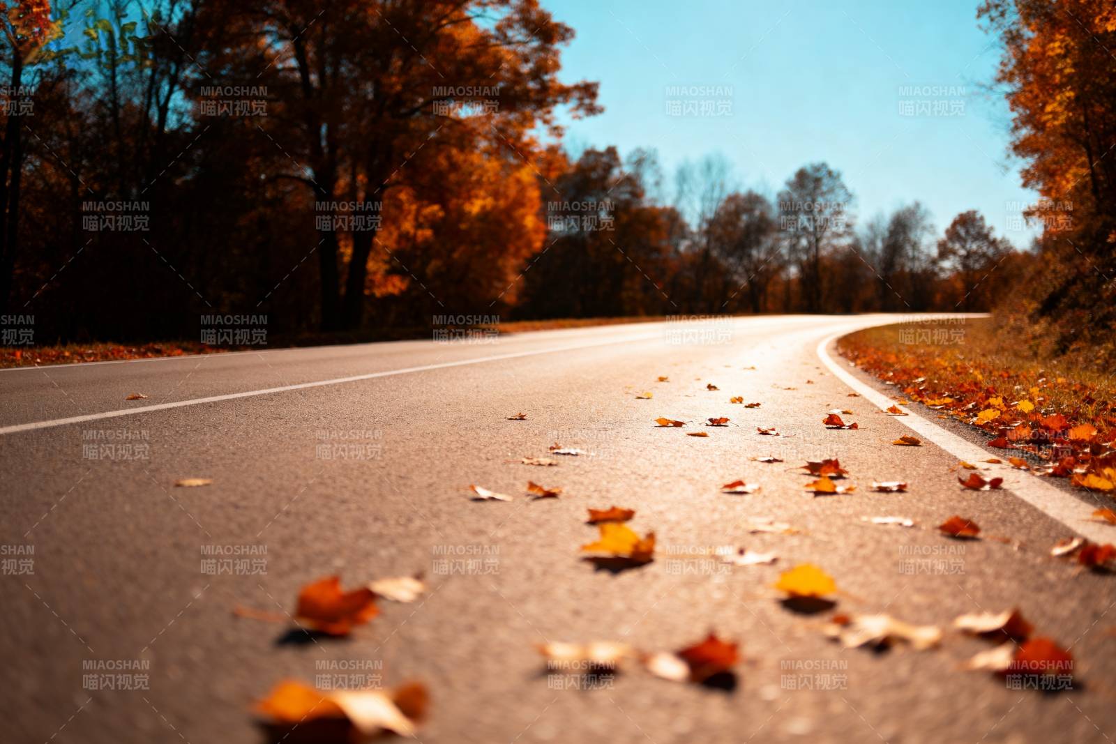 秋叶铺满林间路图片