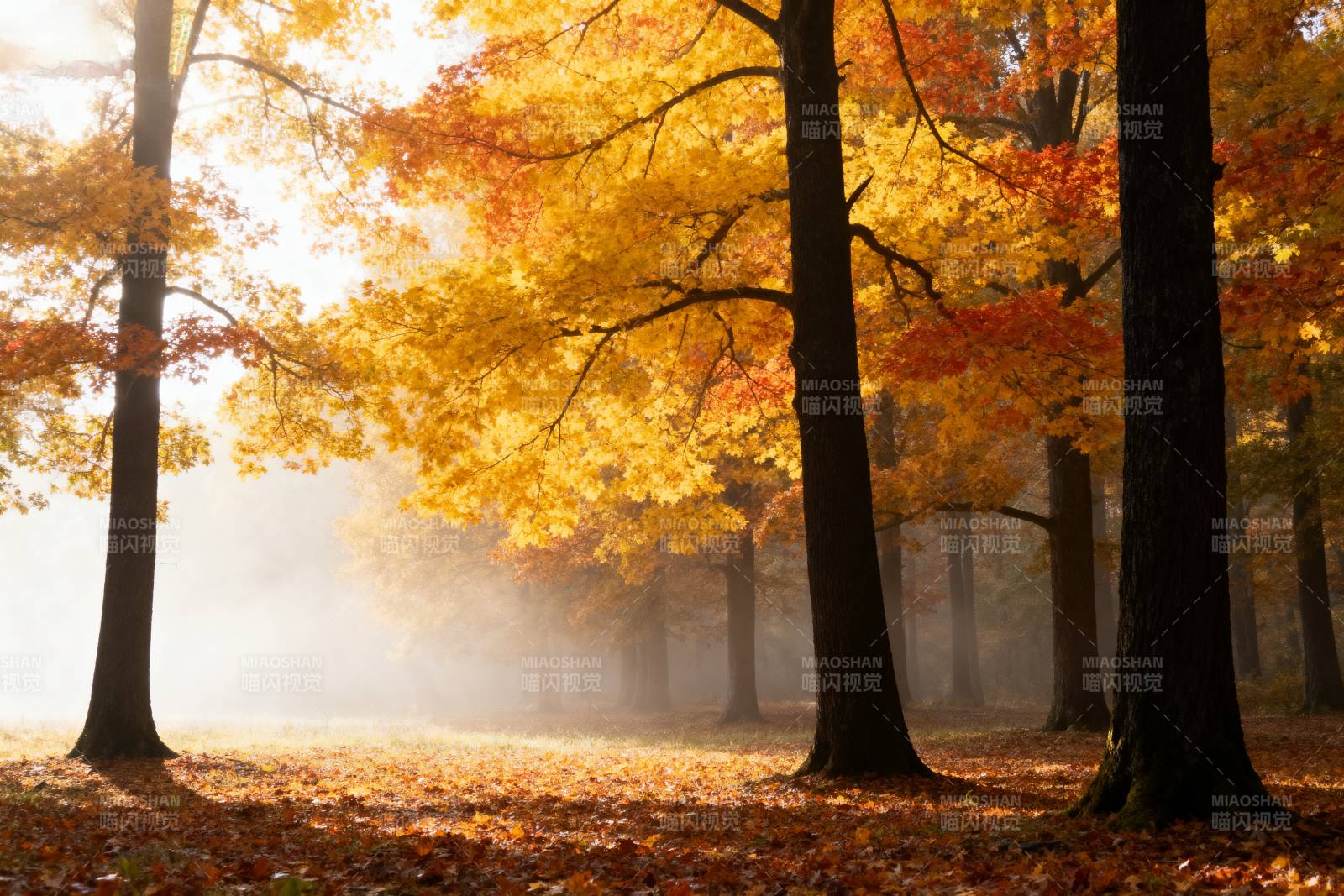 秋林晨雾图片