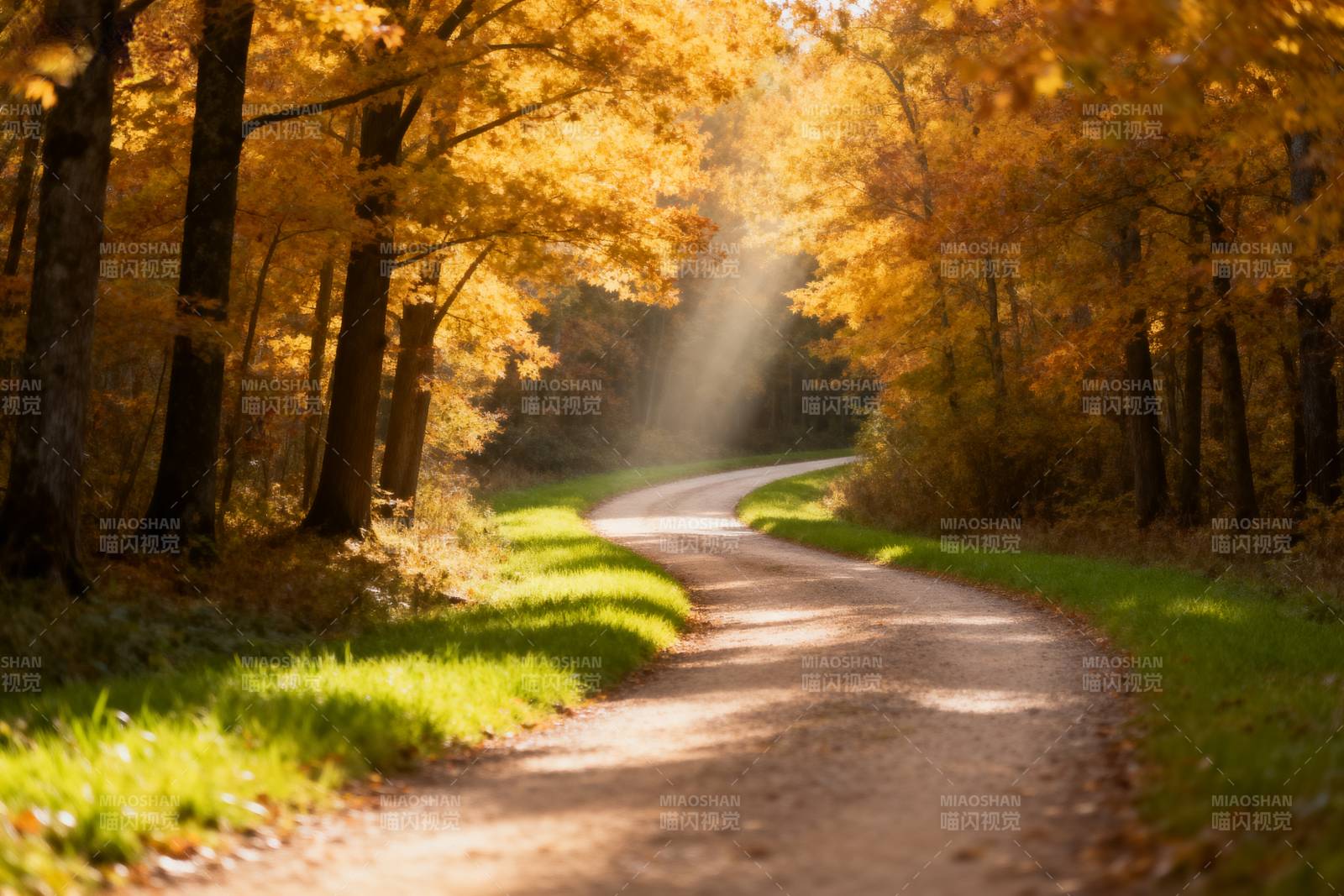 秋日林间小径图片