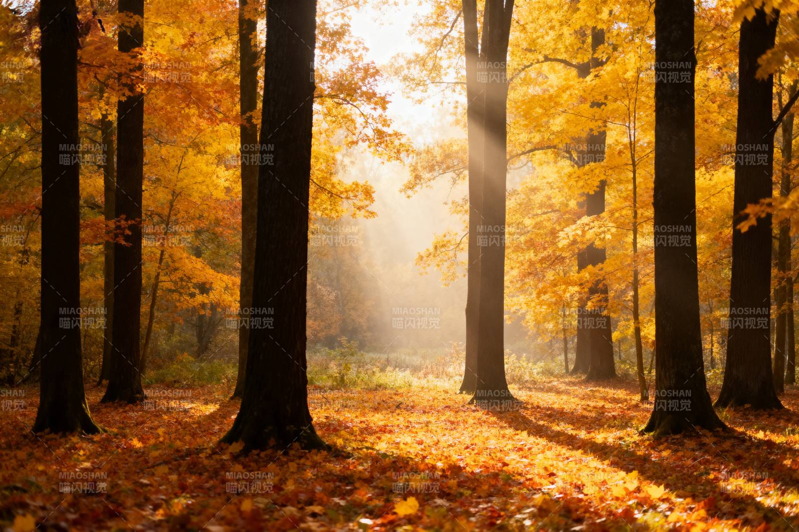 秋林晨光图片