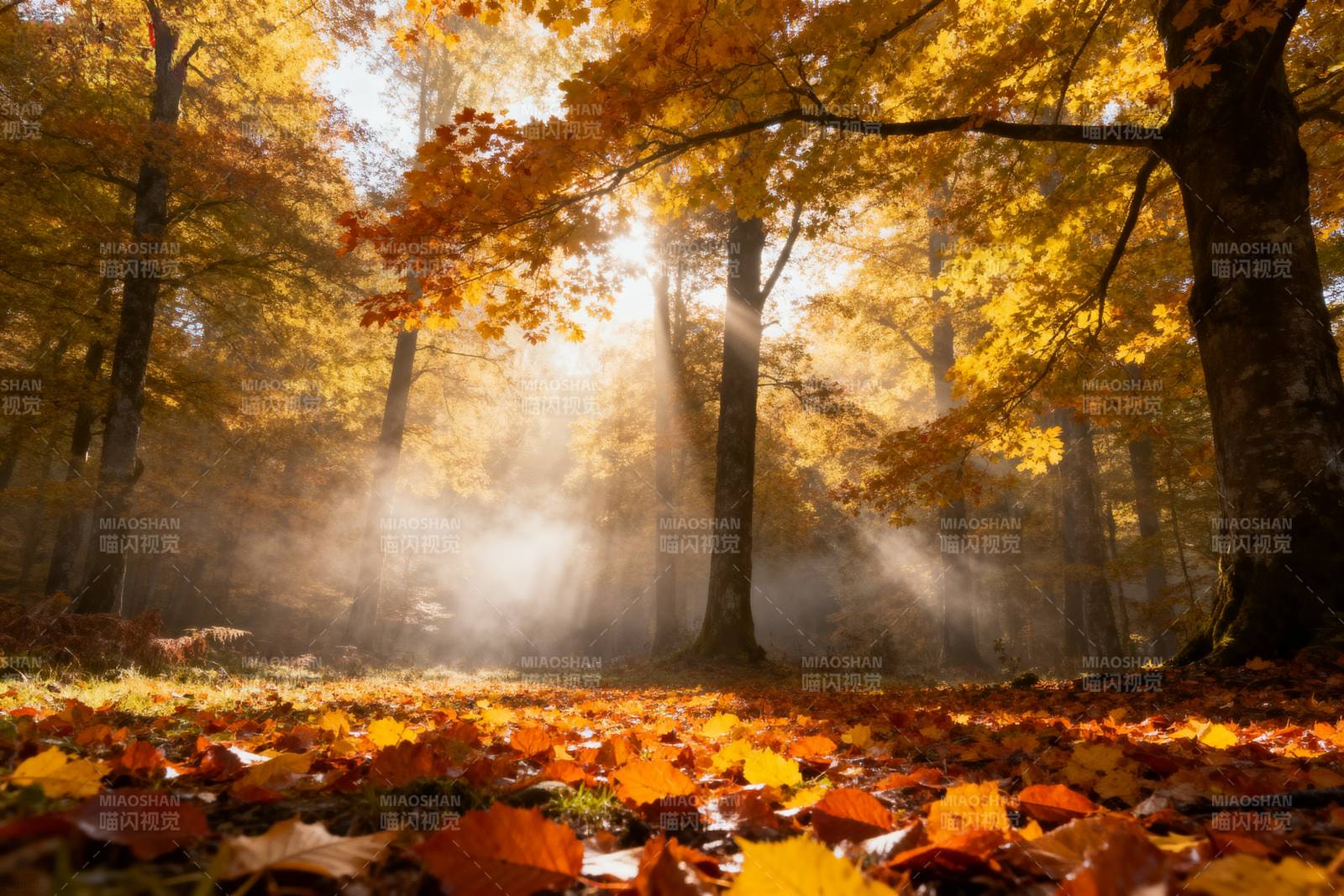 秋林晨雾光影图片