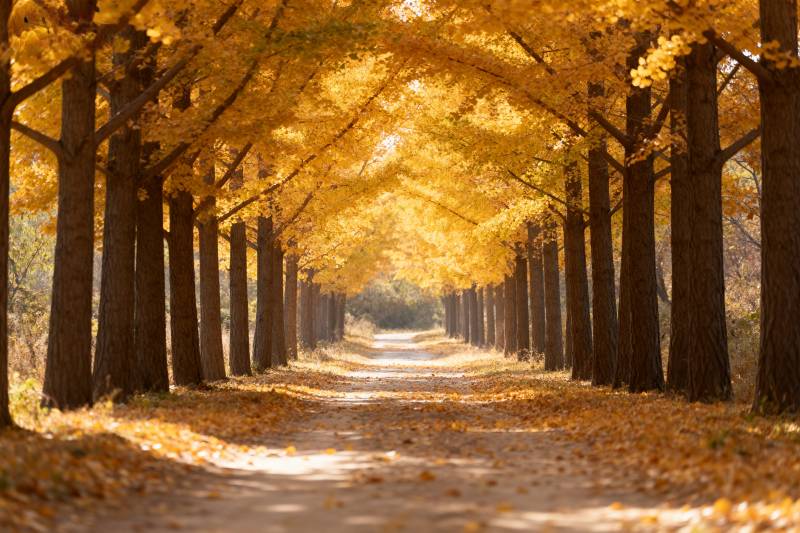 秋日林荫道图片