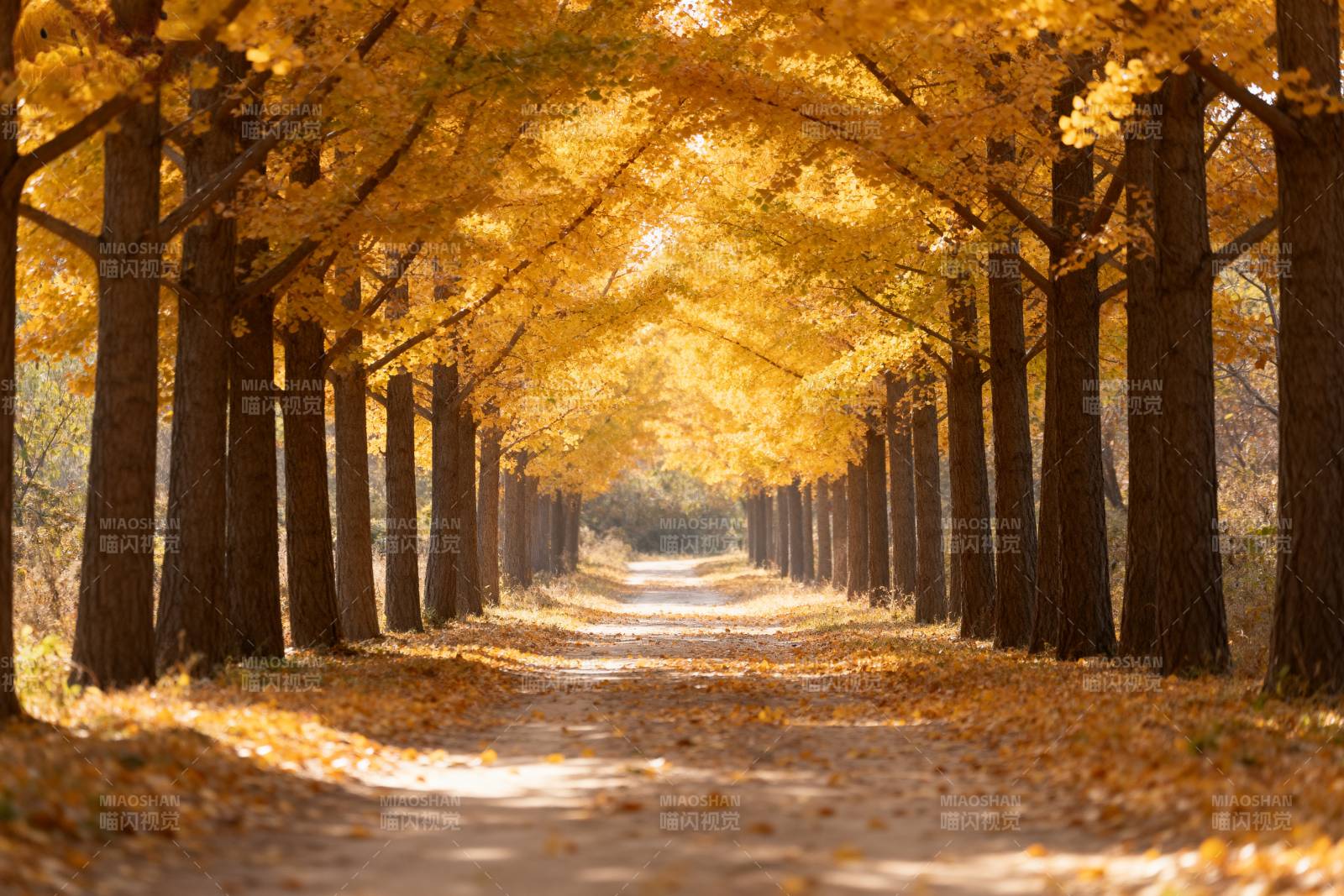 秋日林荫道图片