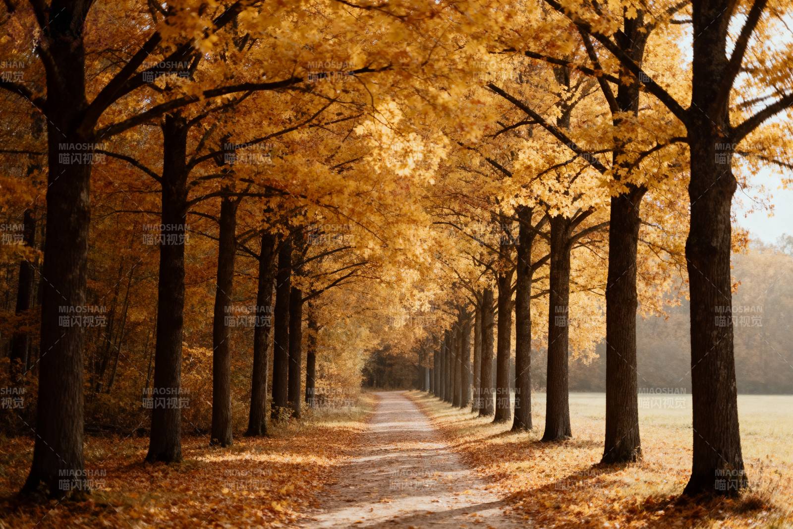 秋日林荫道图片