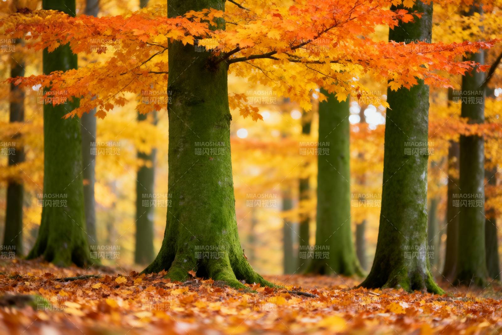 秋林落叶美景图片