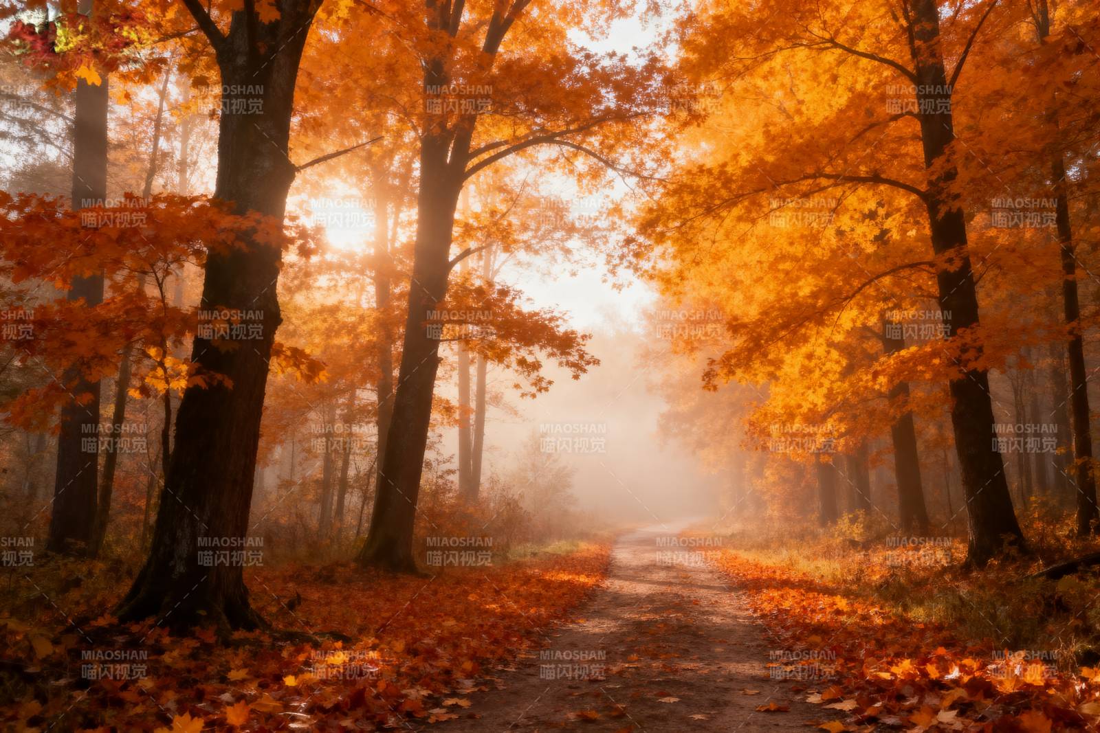 秋林晨雾小径图片