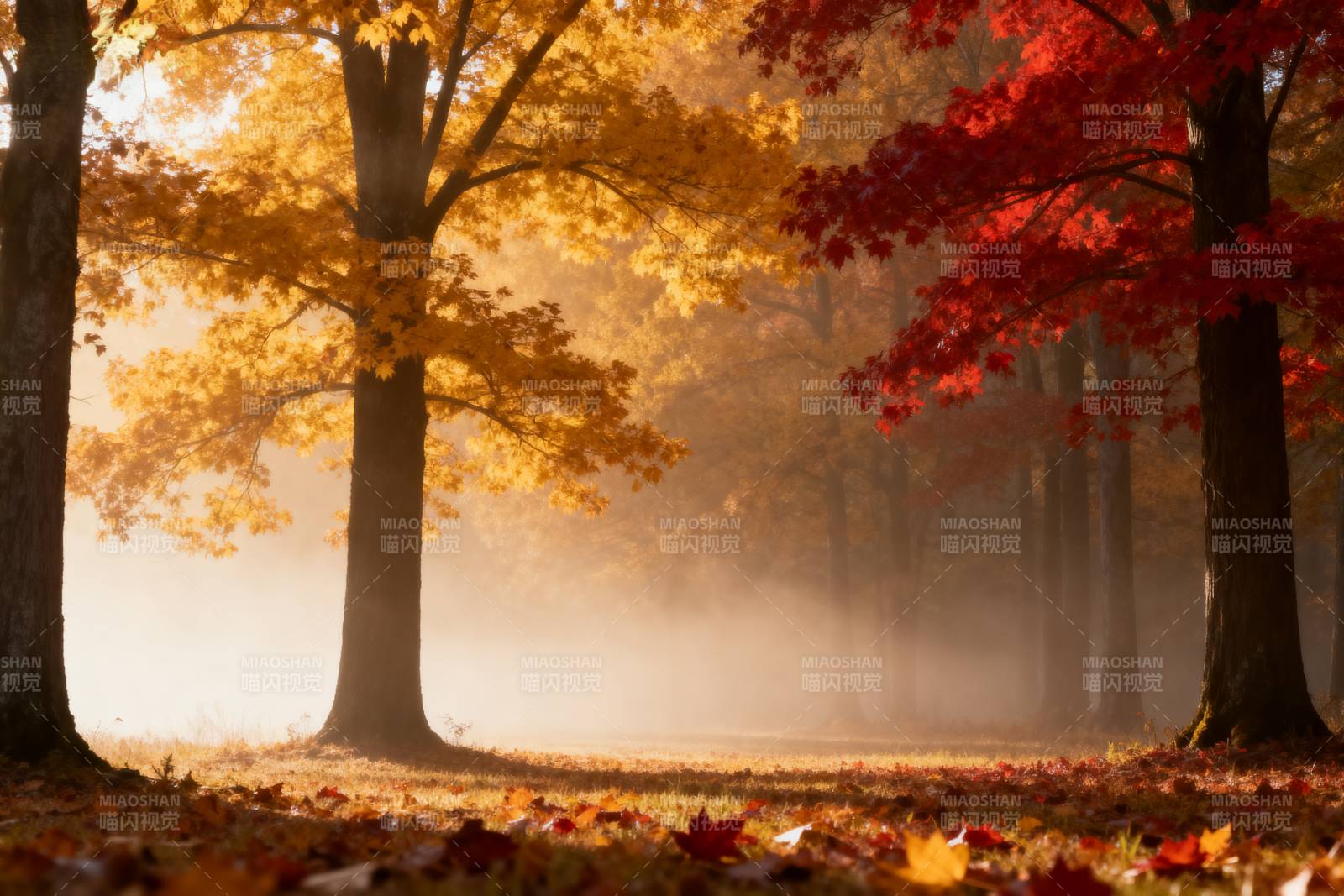 秋雾晨光图片