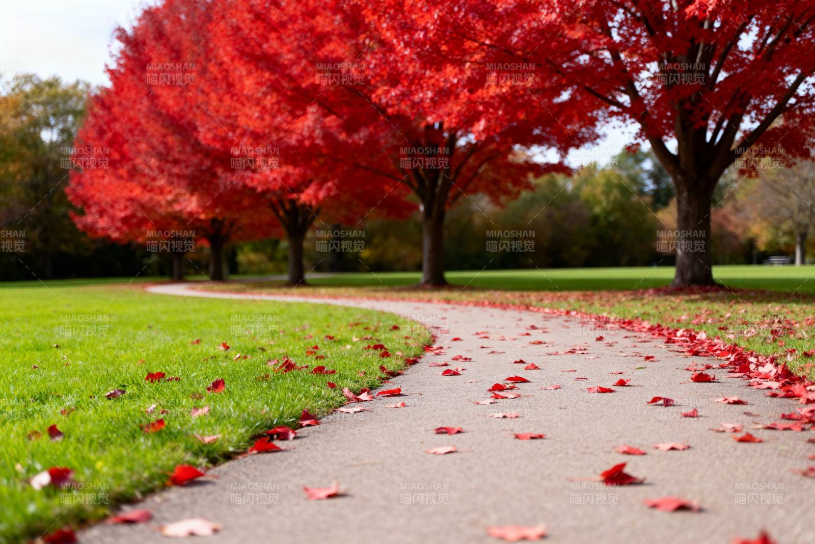 秋日红叶小径图片
