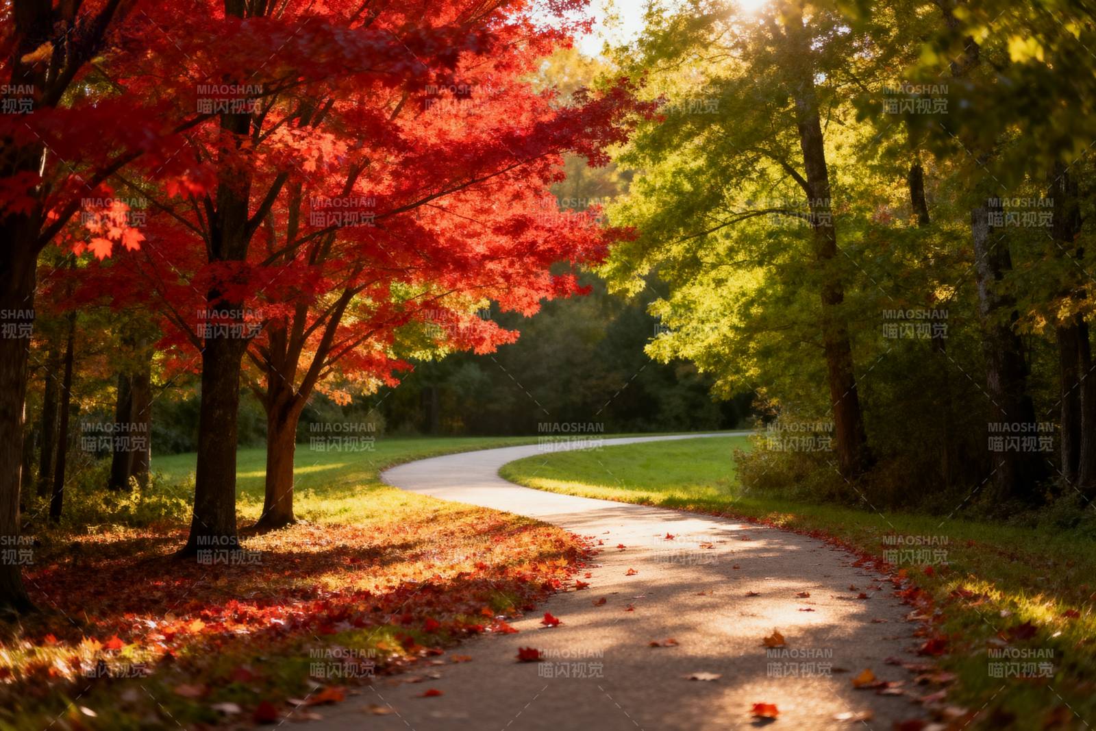 秋日林间小径图片