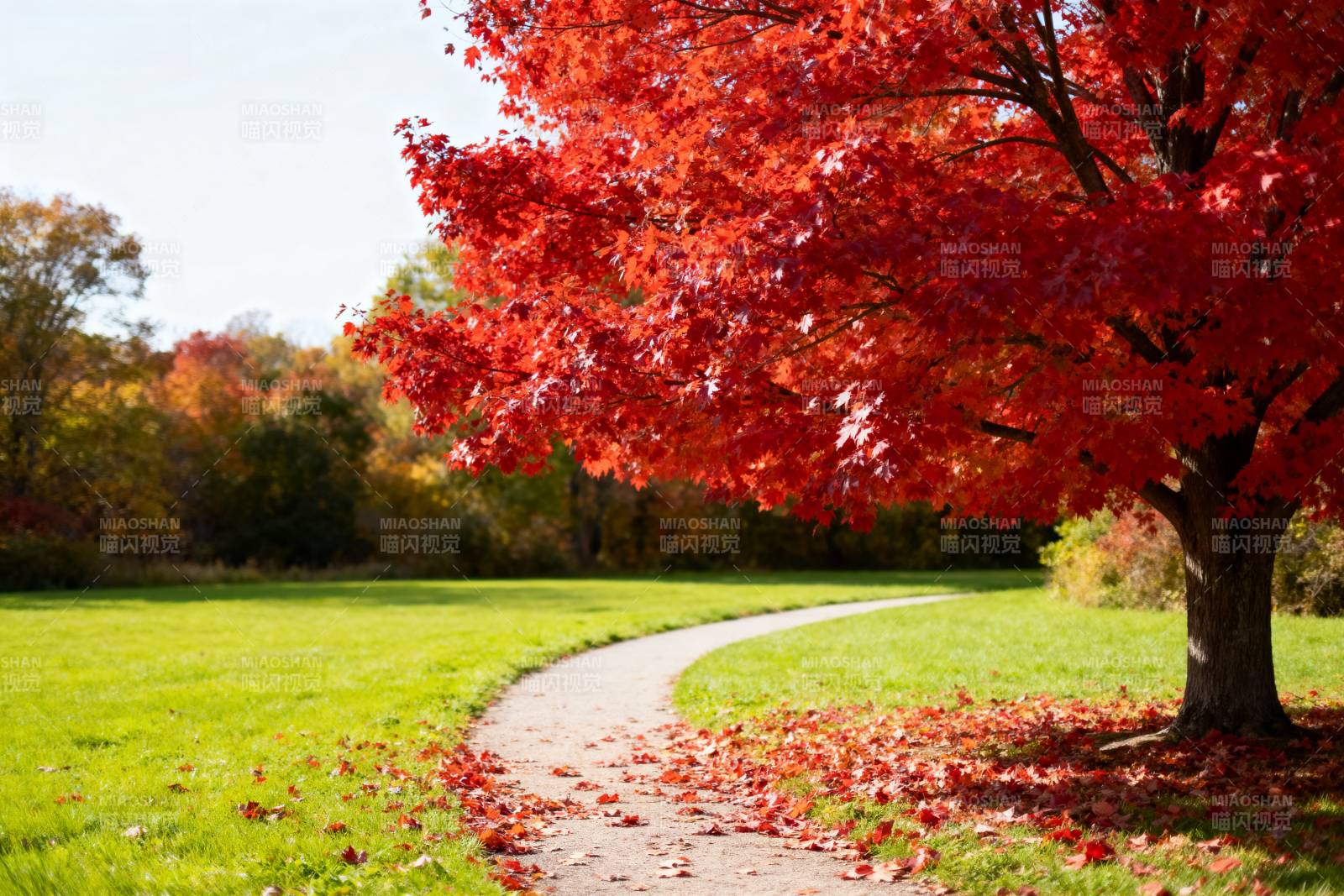 秋日红叶小径图片