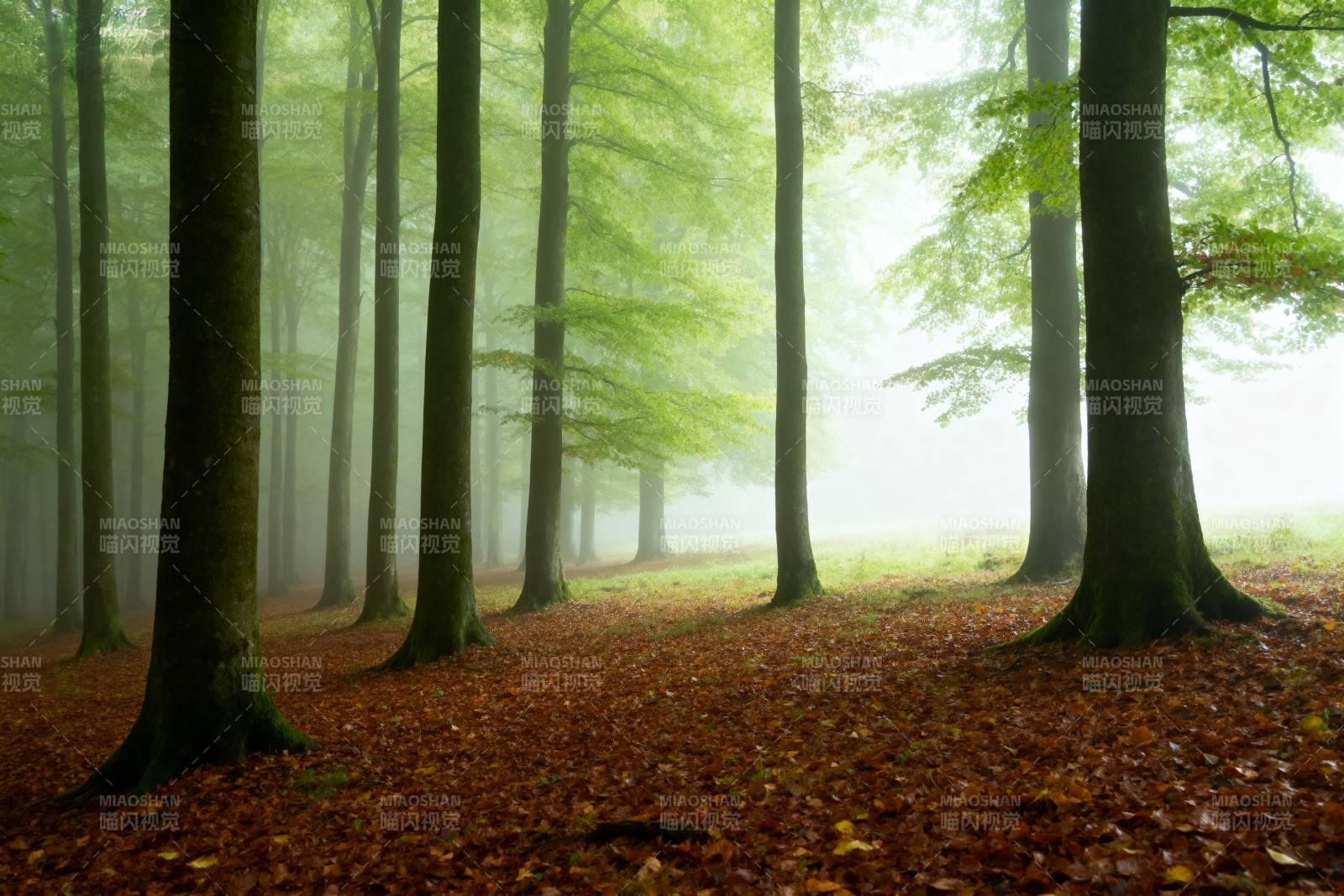 雾中森林静谧美图片