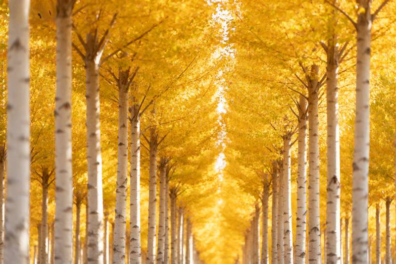 金秋白桦林图片