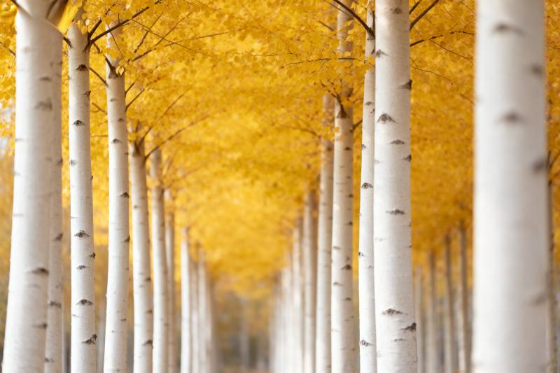 金秋白桦林道图片