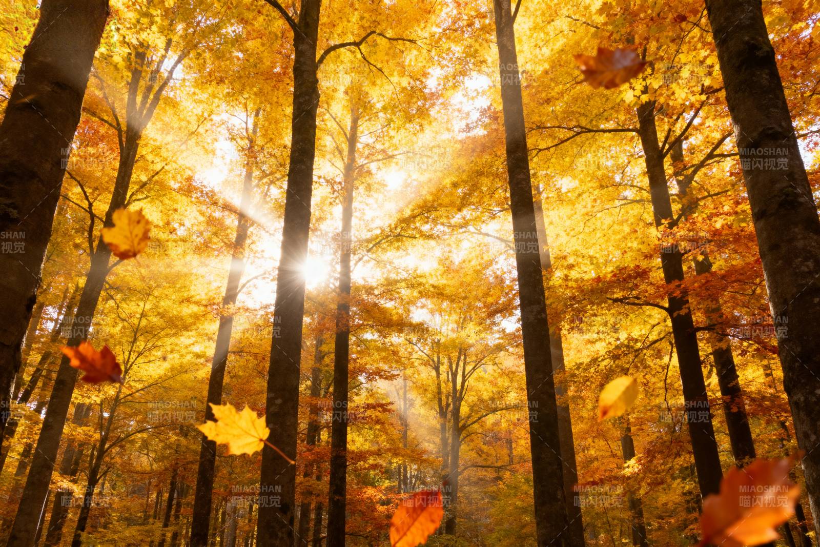 秋林金光图片