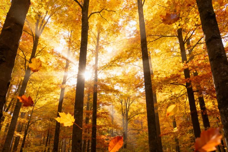 秋林金光图片