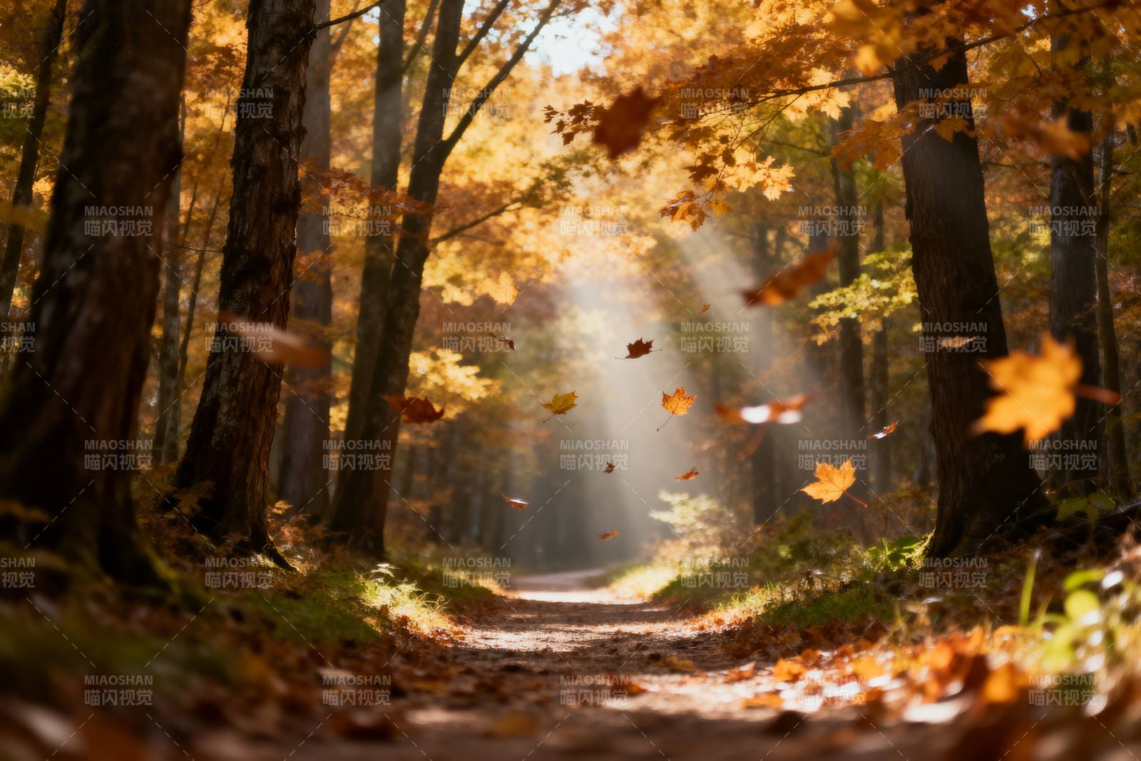 秋林小径光影图片