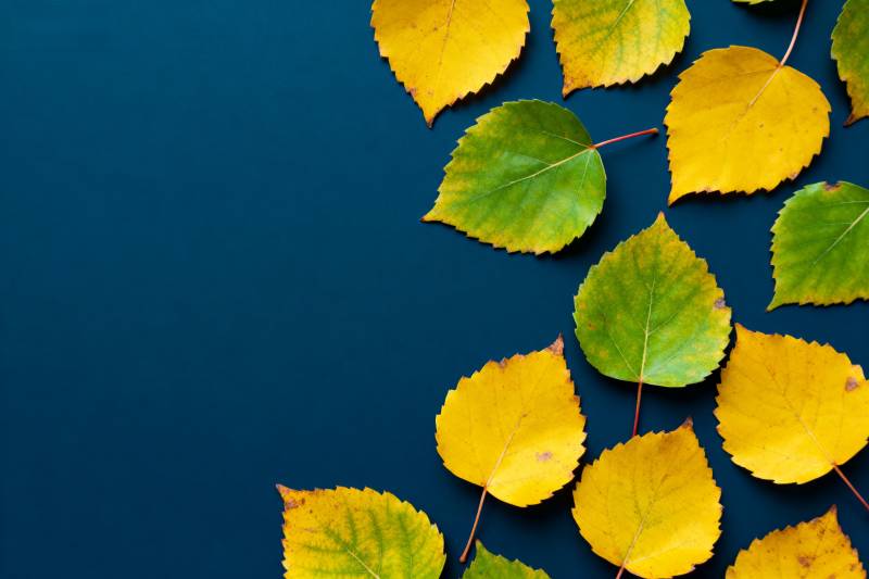 秋叶点缀深蓝背景图片