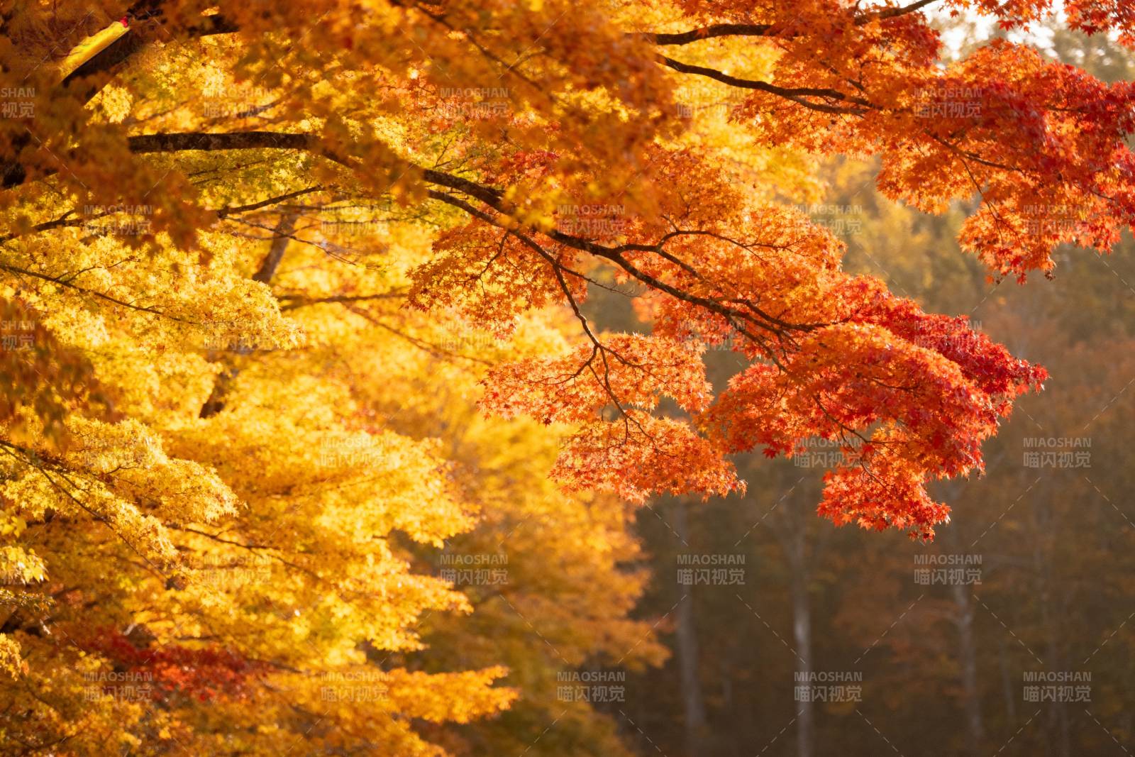 秋色满枝头图片