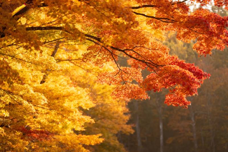 秋色满枝头图片