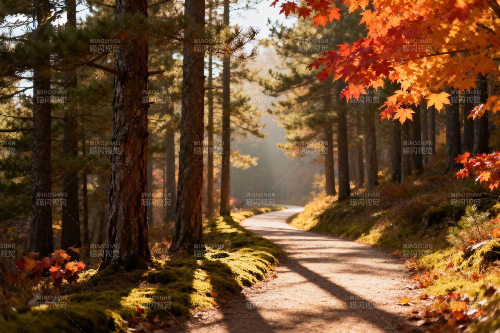 秋林小径图片