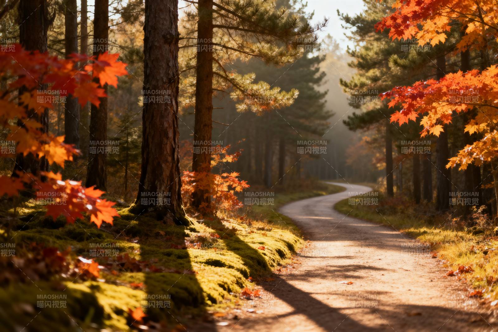 秋林小径图片