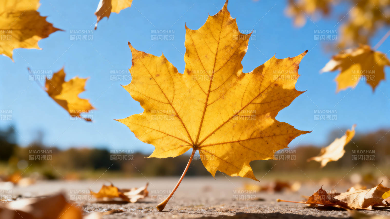 秋叶飘落 金黄满地图片