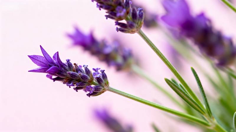 薰衣草花绽放图片