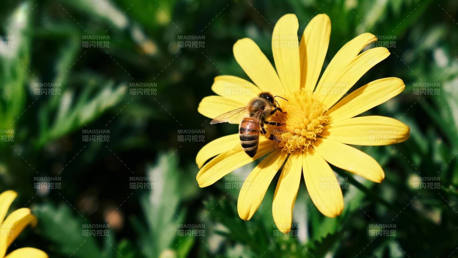 蜜蜂采蜜花丛中图片